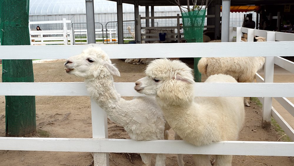 🌸 사계채의 언덕(시키사이노오카) 이미지 4